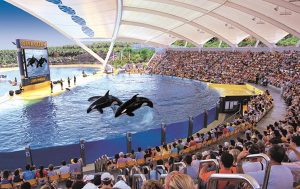 Las Orcas del Loro Parque.