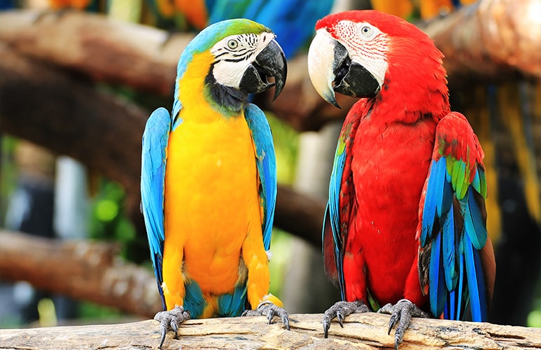 Dos loros del Loro Parque.